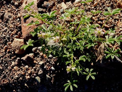 Image of Arizona lupine