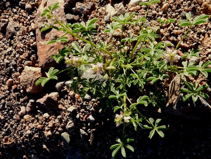 Imagem de Lupinus arizonicus (S. Watson) S. Watson