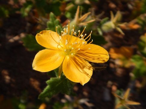 Image of Mentzelia adhaerens Benth.