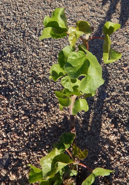 Imagem de Jatropha cinerea (Ortega) Müll. Arg.