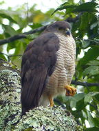 Image of African Goshawk