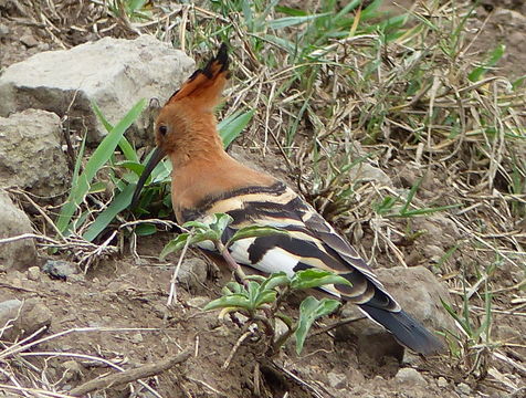 Image of African Hoopoe