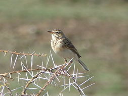 Image of African Pipit