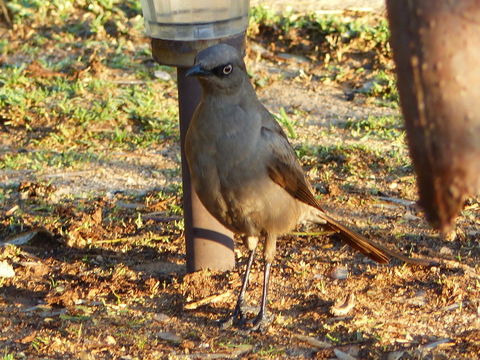 Image of Ashy Starling