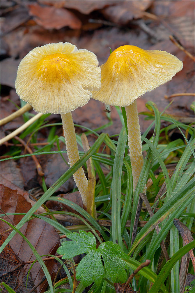 Image of Yellow Fieldcap