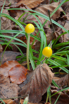 Image of Yellow Fieldcap