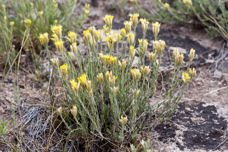 Imagem de Chrysothamnus depressus Nutt.