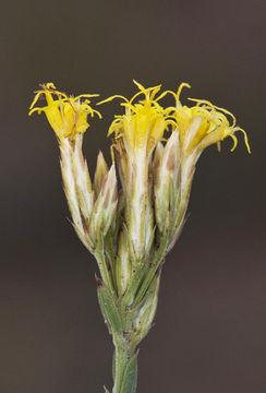 Image de Chrysothamnus depressus Nutt.