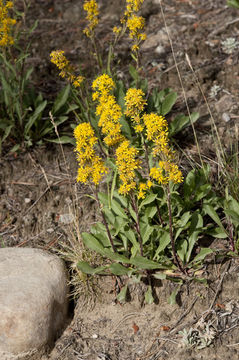 Image of Mt. Albert goldenrod
