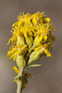 Image of <i>Solidago <i>simplex</i></i> var. simplex