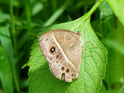 Image of Common Savannah Bush Brown