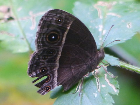 Image of Common Savannah Bush Brown