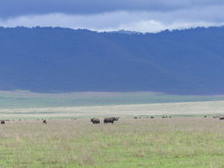 Image of Black Rhinoceros