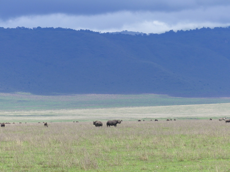 Image of Black Rhinoceros