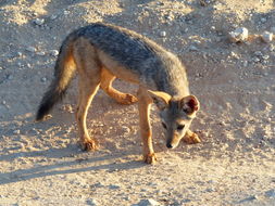 Image de chacal à chabraque