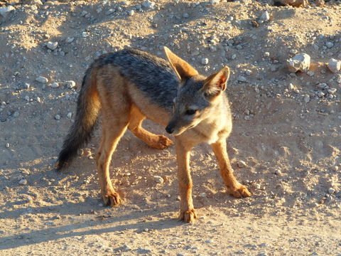 Imagem de Chacal-de-dorso-negro