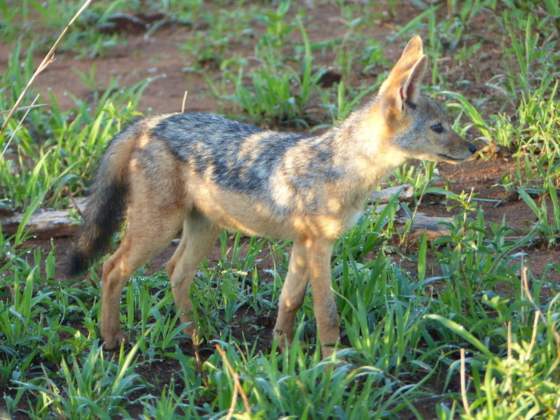 Image de chacal à chabraque