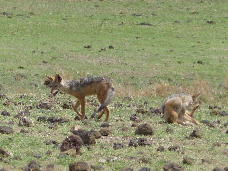 Image de chacal à chabraque