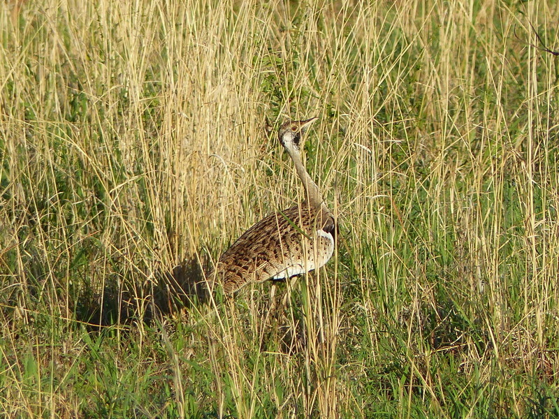 Image of Black-bellied Bustard