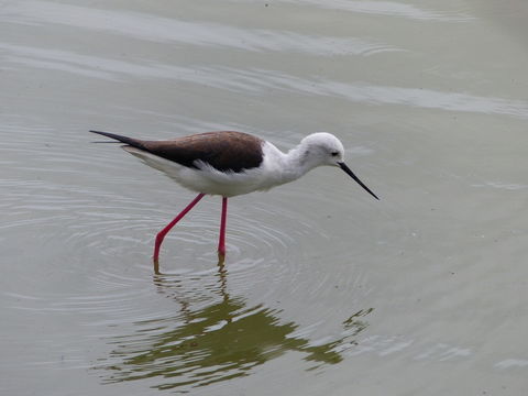 Image of Black-winged Stilt