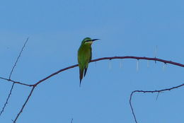 Image of Blue-cheeked Bee-eater