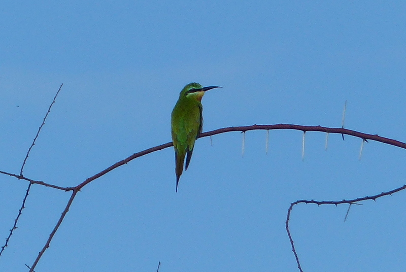 Image of Blue-cheeked Bee-eater