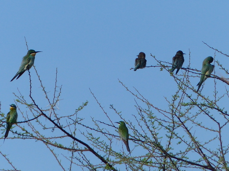 Image of Blue-cheeked Bee-eater