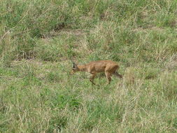 Image of Bohor Reedbuck