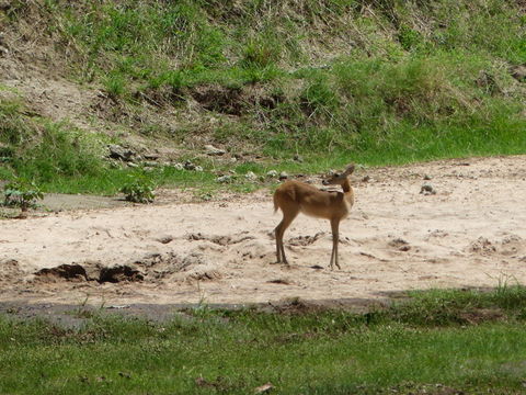 Image of Bohor Reedbuck