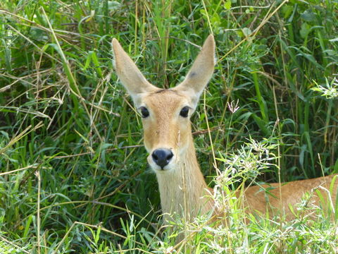 Image of Bohor Reedbuck