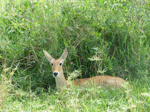 Image of Bohor Reedbuck