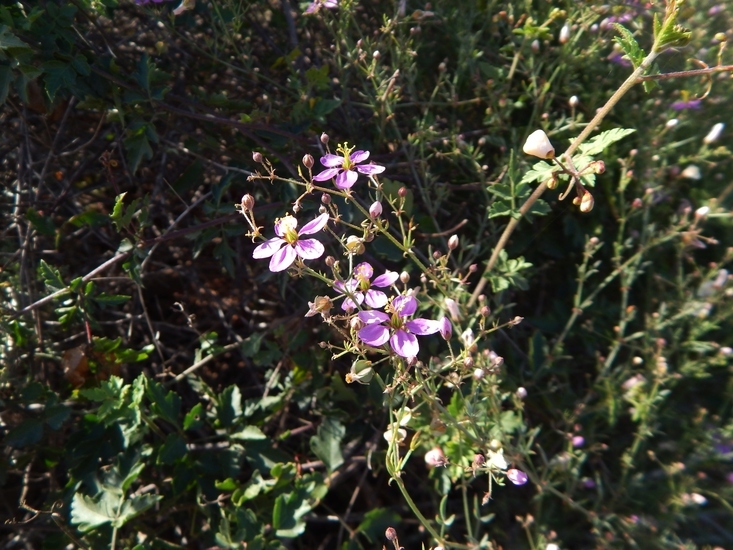 Image of California fagonbush