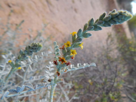 Image of Errazurizia megacarpa (S. Watson) I. M. Johnst.