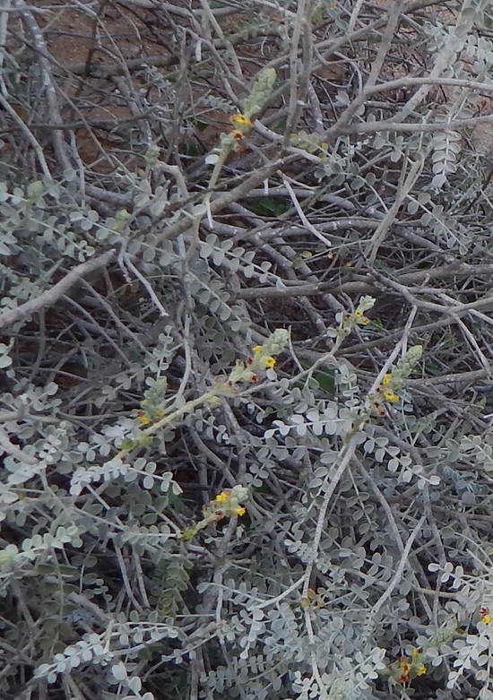 Image of Errazurizia megacarpa (S. Watson) I. M. Johnst.