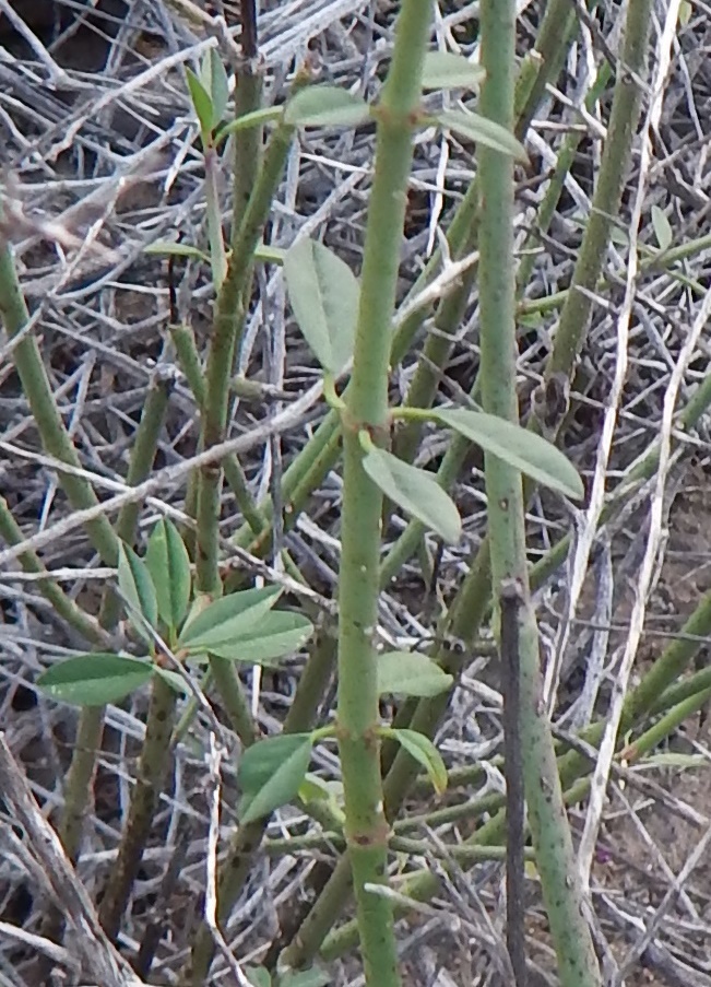 Image of Euphorbia xanti Engelm. ex Boiss.