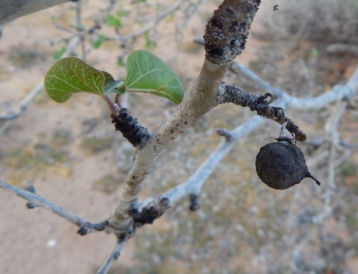 Imagem de Jatropha cinerea (Ortega) Müll. Arg.