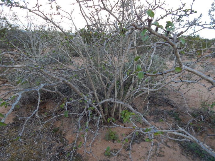 Imagem de Jatropha cinerea (Ortega) Müll. Arg.