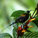 Nectarinia kilimensis Shelley 1885 resmi