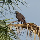 Image of Brown Snake Eagle