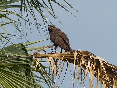 Image of Brown Snake Eagle