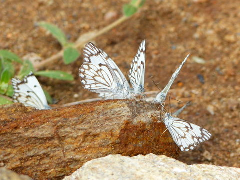 Слика од Belenois aurota (Fabricius 1793)