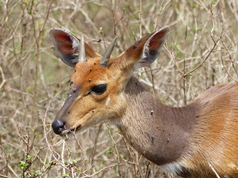 Image of Bushbuck