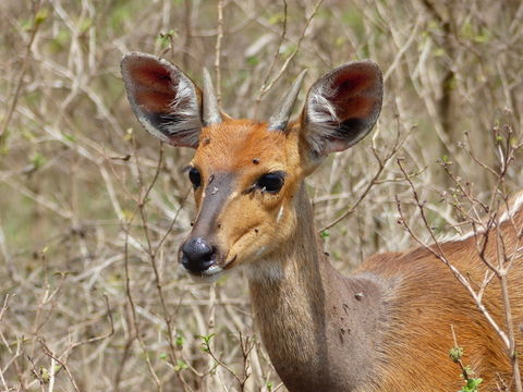 Image of Bushbuck