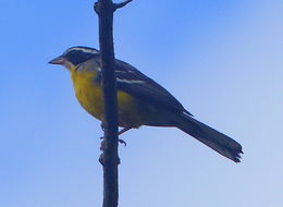 Слика од Emberiza cabanisi (Reichenow 1875)