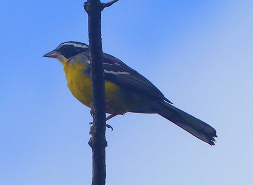 صورة Emberiza cabanisi (Reichenow 1875)