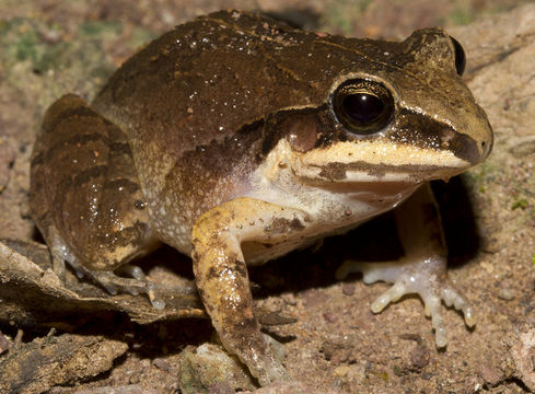 Plancia ëd Craugastor occidentalis (Taylor 1941)