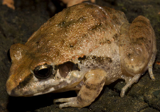 Plancia ëd Craugastor occidentalis (Taylor 1941)