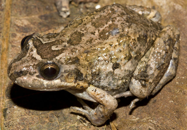 Image of Black Jungle-Frog