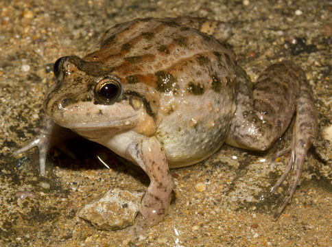 Image of Black Jungle-Frog