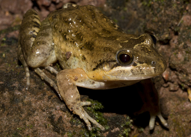 Image of Black Jungle-Frog